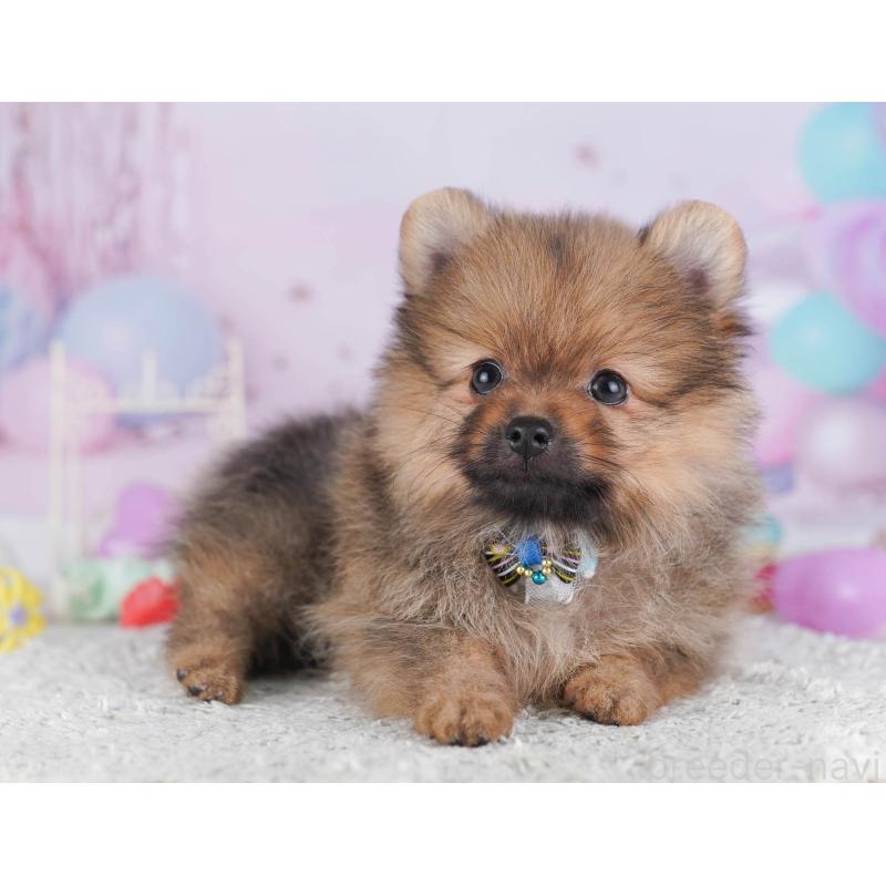 販売中の東京都のポメラニアン-430528の7枚目