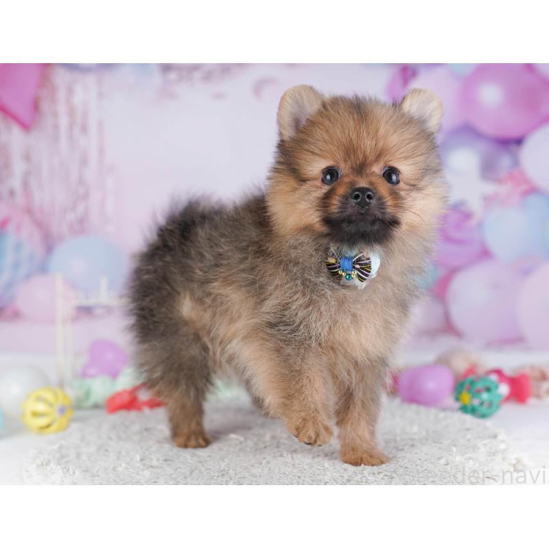 販売中の東京都のポメラニアン-430528の6枚目