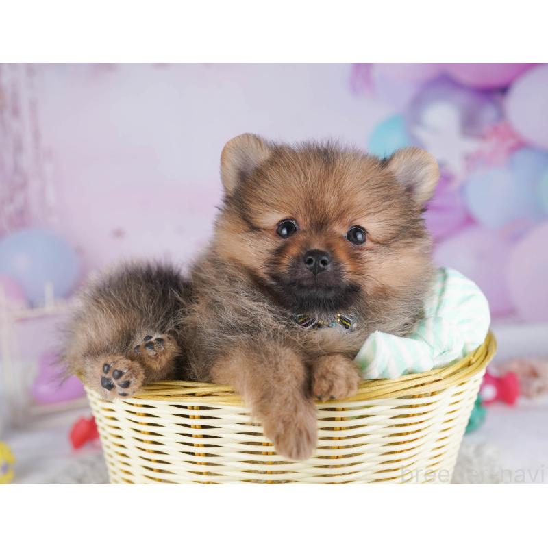 販売中の東京都のポメラニアン-430528の5枚目