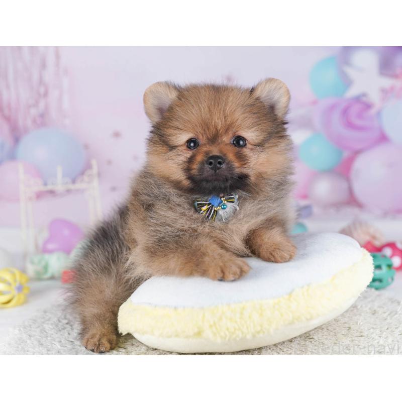 販売中の東京都のポメラニアン-430528の4枚目