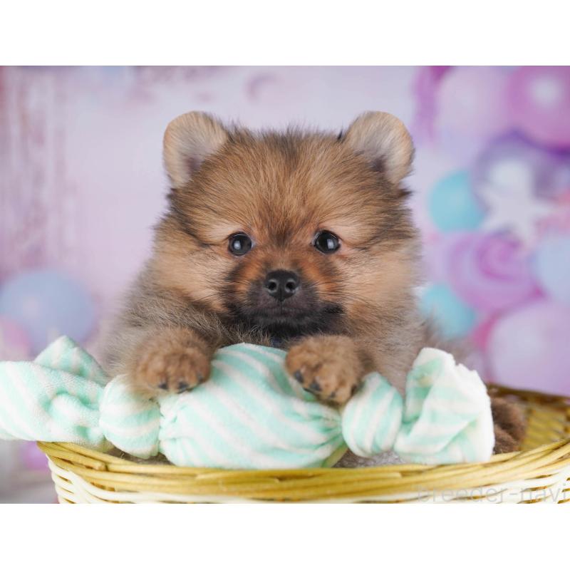 販売中の東京都のポメラニアン-430528の3枚目