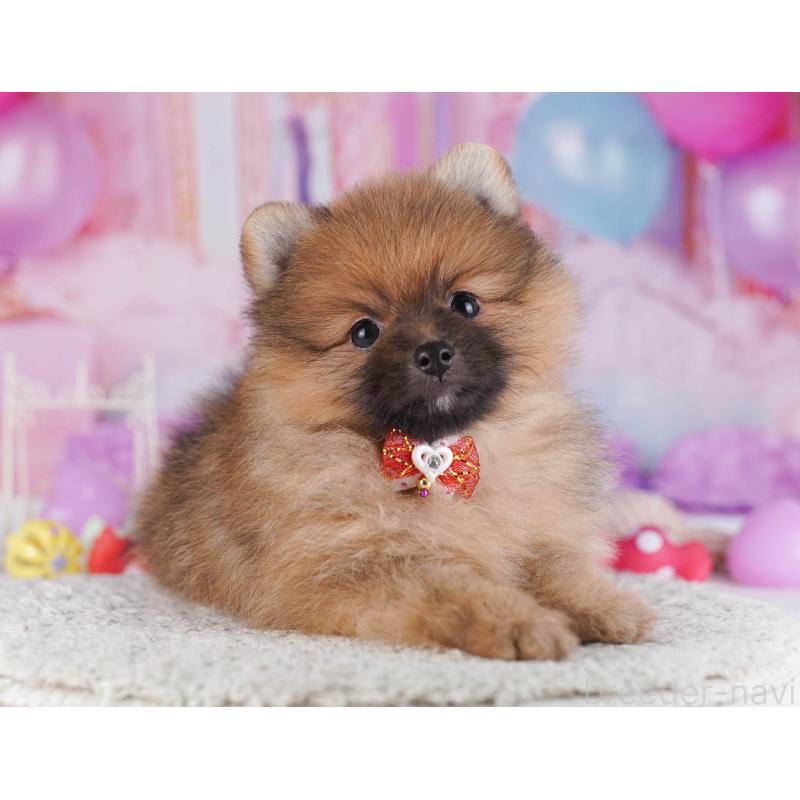 販売中の東京都のポメラニアン-430527の11枚目