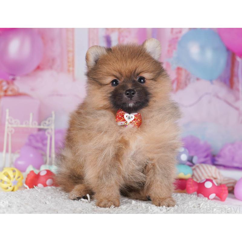 販売中の東京都のポメラニアン-430527の10枚目