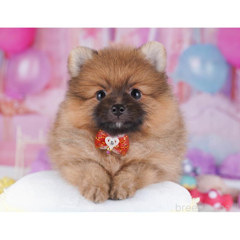 販売中の東京都のポメラニアン-430527の9枚目