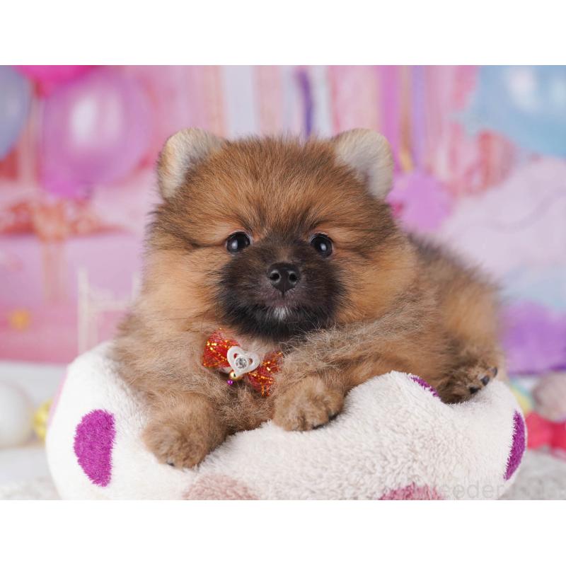 販売中の東京都のポメラニアン-430527の8枚目