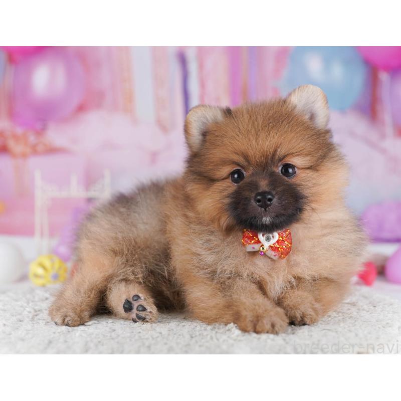 販売中の東京都のポメラニアン-430527の7枚目