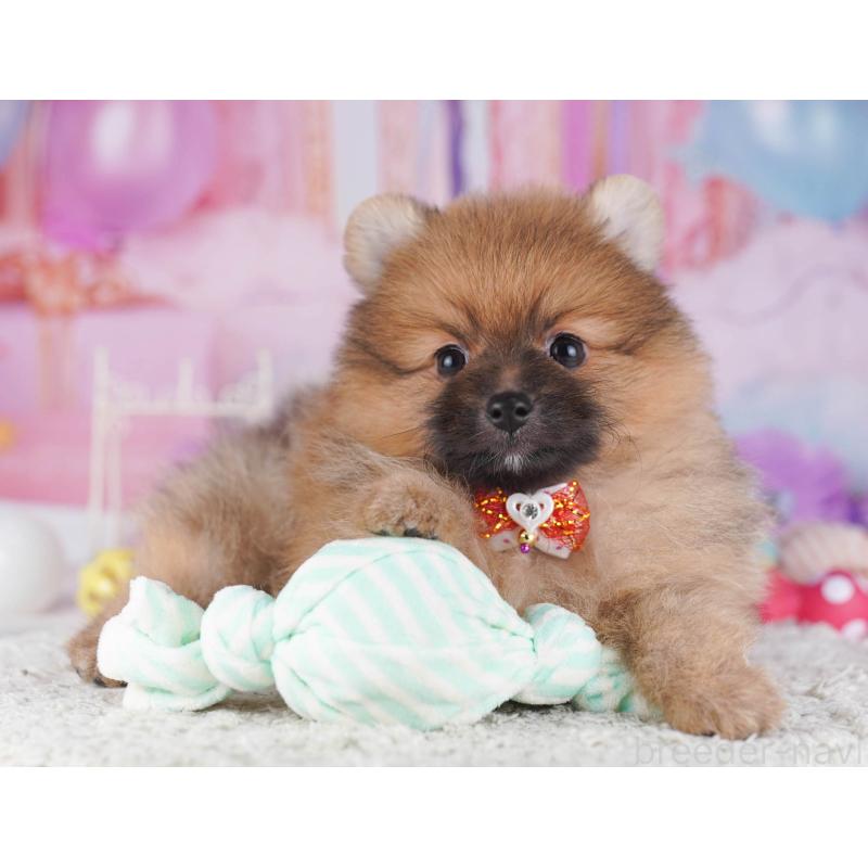 販売中の東京都のポメラニアン-430527の6枚目