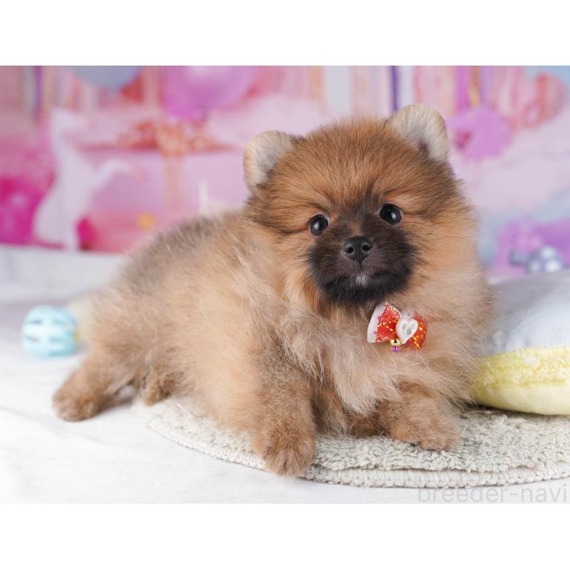 販売中の東京都のポメラニアン-430527の5枚目