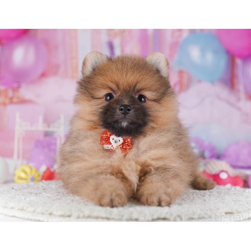 販売中の東京都のポメラニアン-430527の4枚目