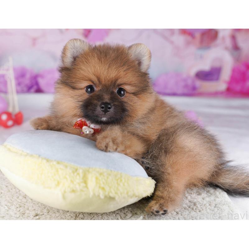 販売中の東京都のポメラニアン-430527の3枚目