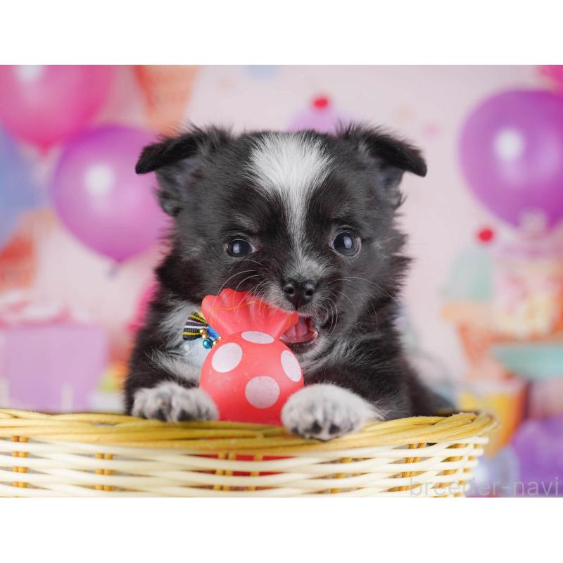 販売中の東京都のチワワ(ロングコート)-430525の11枚目