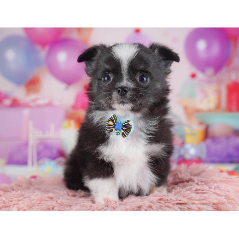 販売中の東京都のチワワ(ロングコート)-430525の10枚目