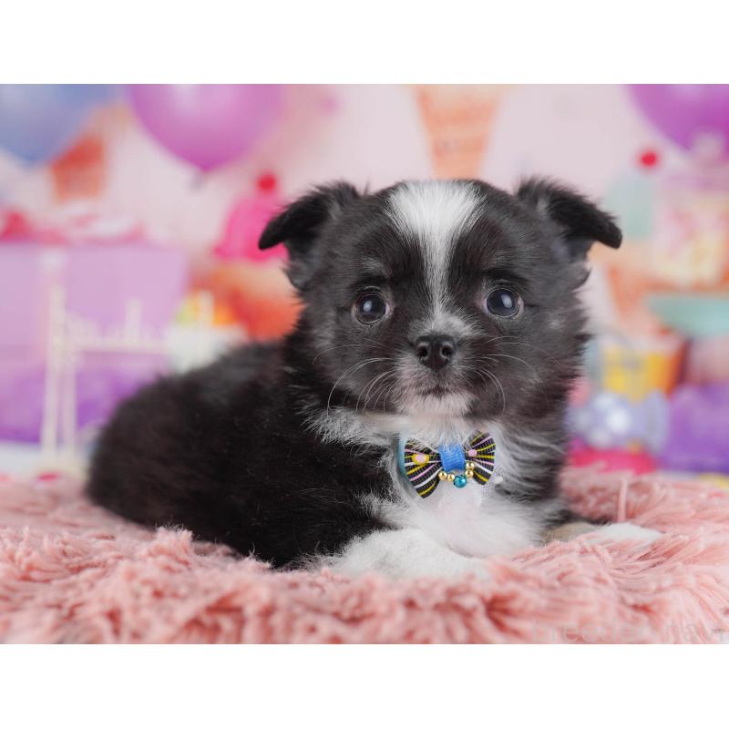 販売中の東京都のチワワ(ロングコート)-430525の9枚目