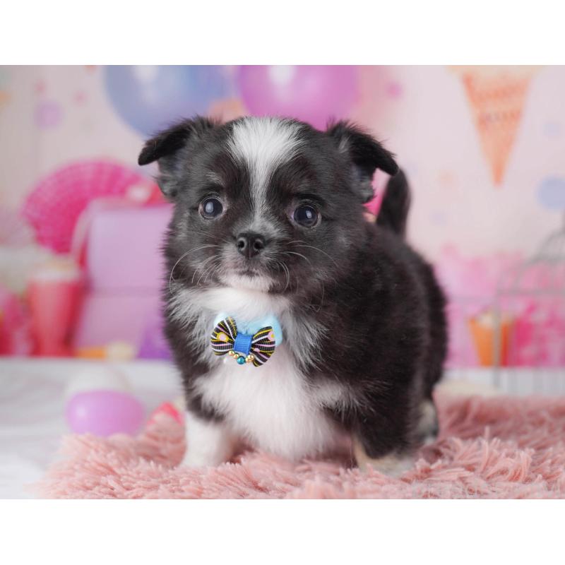 販売中の東京都のチワワ(ロングコート)-430525の8枚目