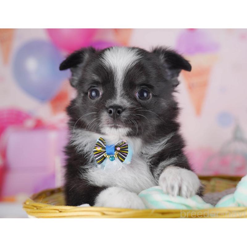 販売中の東京都のチワワ(ロングコート)-430525の7枚目