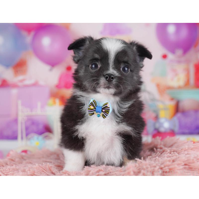 販売中の東京都のチワワ(ロングコート)-430525の6枚目