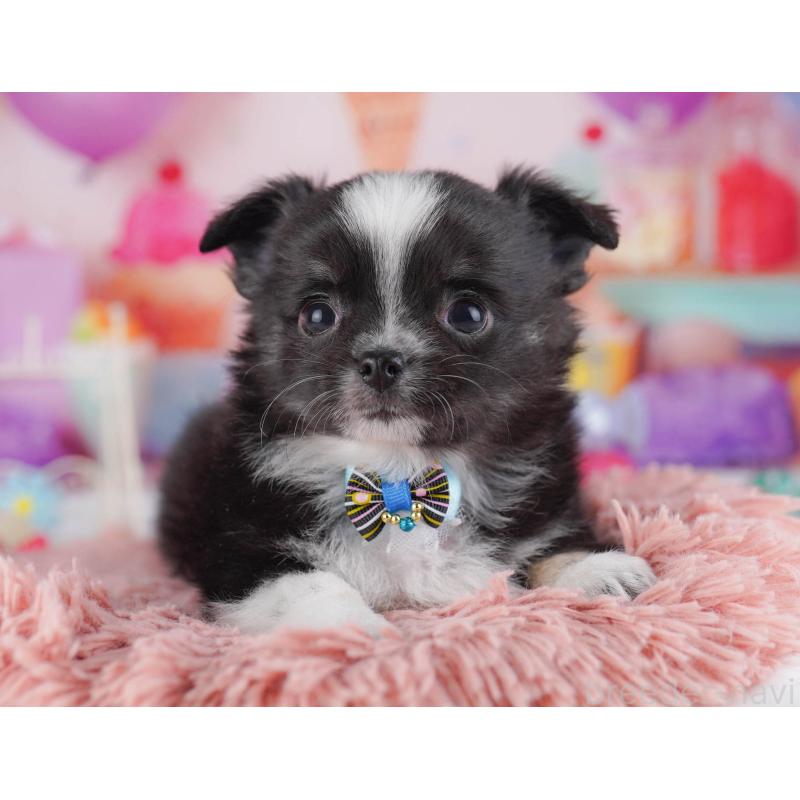 販売中の東京都のチワワ(ロングコート)-430525の5枚目