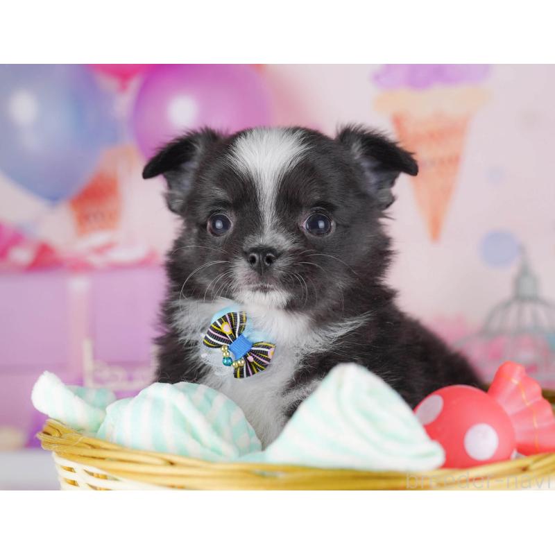 販売中の東京都のチワワ(ロングコート)-430525の4枚目