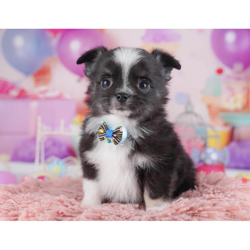 販売中の東京都のチワワ(ロングコート)-430525の3枚目