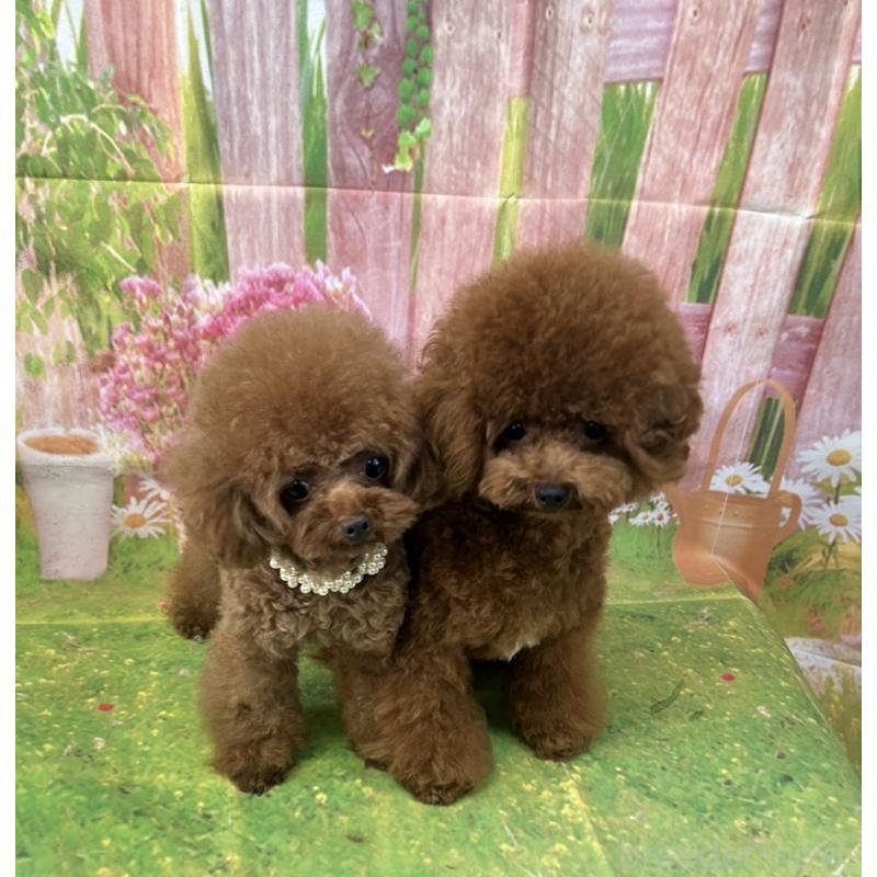 販売中の愛知県のティーカッププードル-425220の11枚目