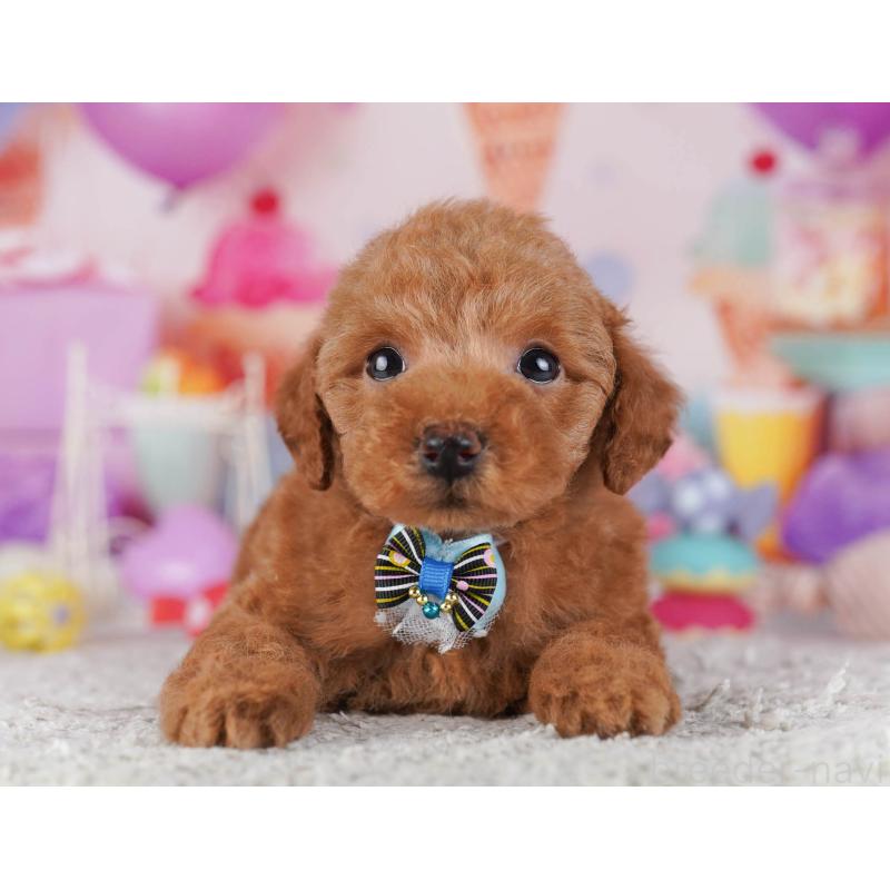 販売中の東京都のトイプードル-430524の11枚目