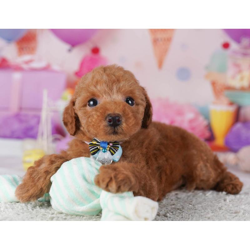 販売中の東京都のトイプードル-430524の10枚目