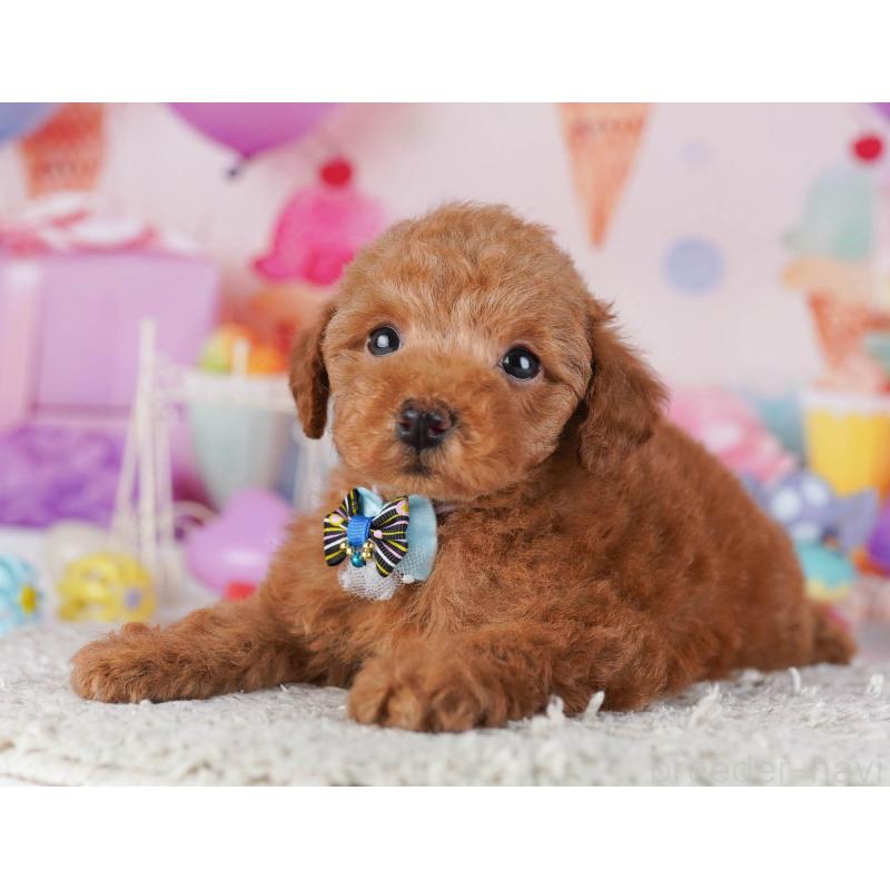 販売中の東京都のトイプードル-430524の8枚目