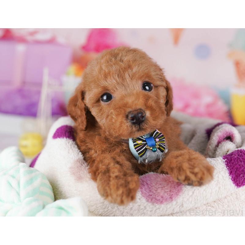 販売中の東京都のトイプードル-430524の7枚目