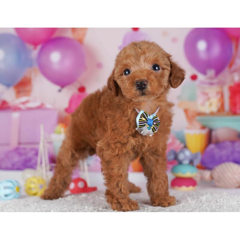 販売中の東京都のトイプードル-430524の5枚目