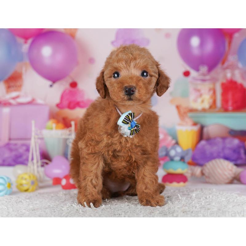 販売中の東京都のトイプードル-430524の3枚目