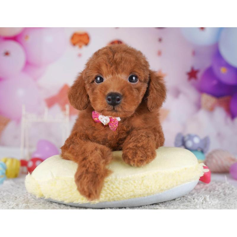 販売中の東京都のトイプードル-430523の11枚目