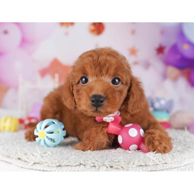 販売中の東京都のトイプードル-430523の10枚目