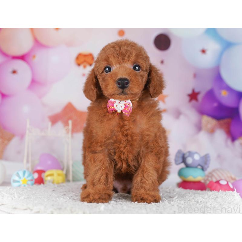 販売中の東京都のトイプードル-430523の9枚目