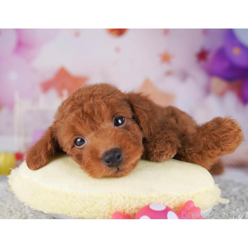 販売中の東京都のトイプードル-430523の8枚目