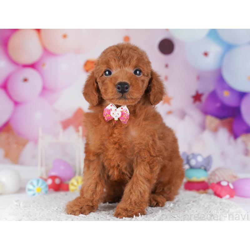 販売中の東京都のトイプードル-430523の7枚目