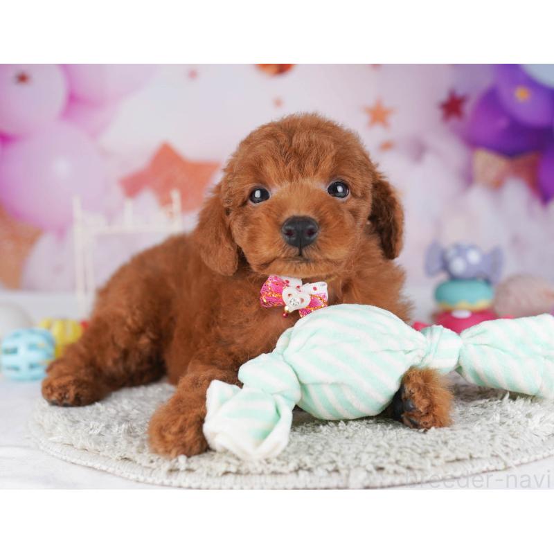 販売中の東京都のトイプードル-430523の6枚目