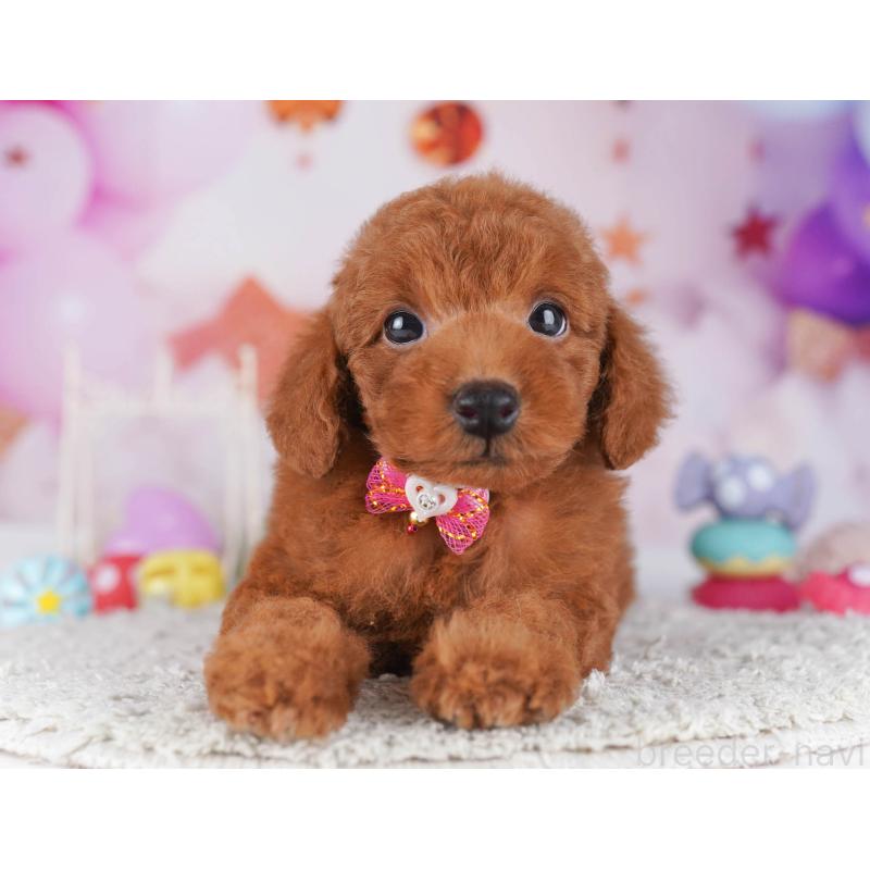 販売中の東京都のトイプードル-430523の5枚目