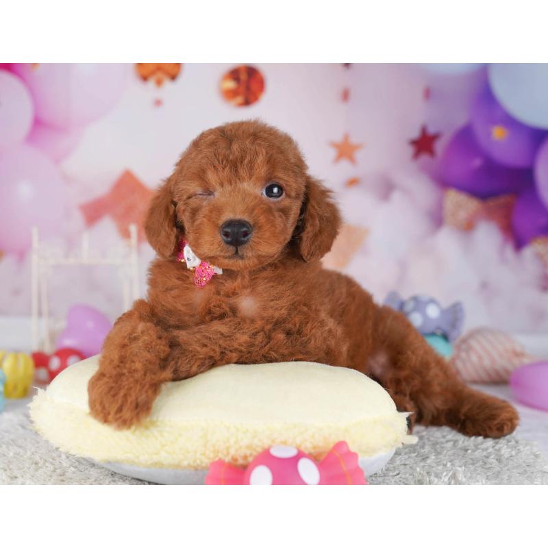 販売中の東京都のトイプードル-430523の4枚目