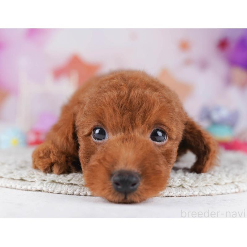 販売中の東京都のトイプードル-430523の3枚目