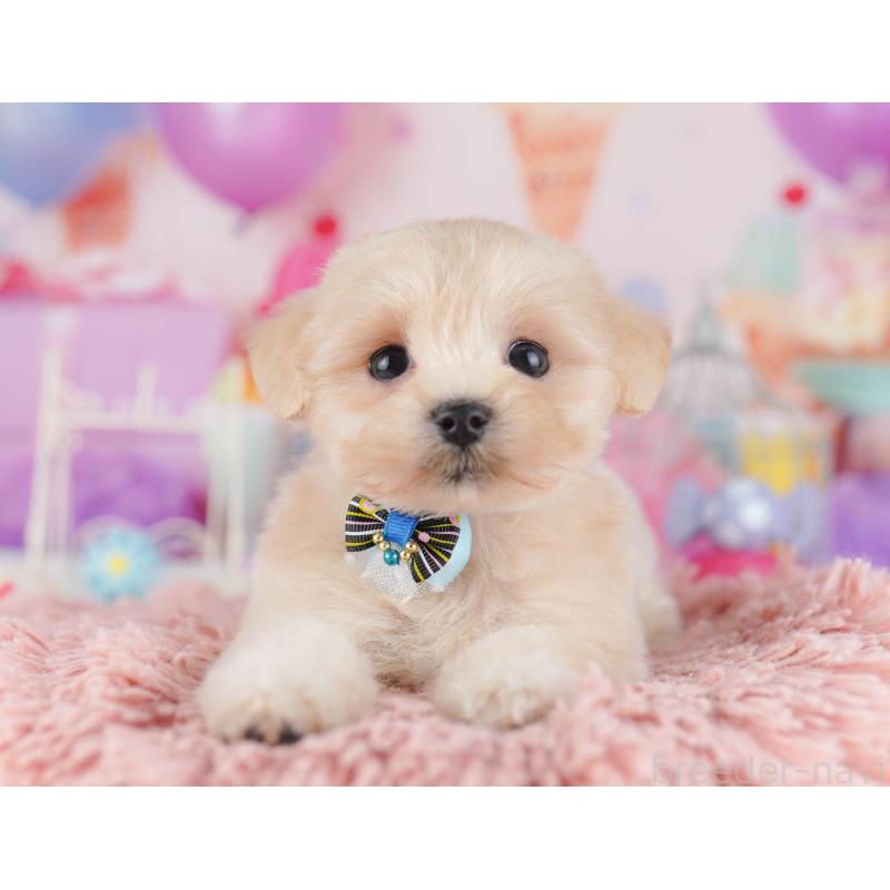 販売中の東京都のマルプー:マルチーズ×トイプードル-430520の11枚目