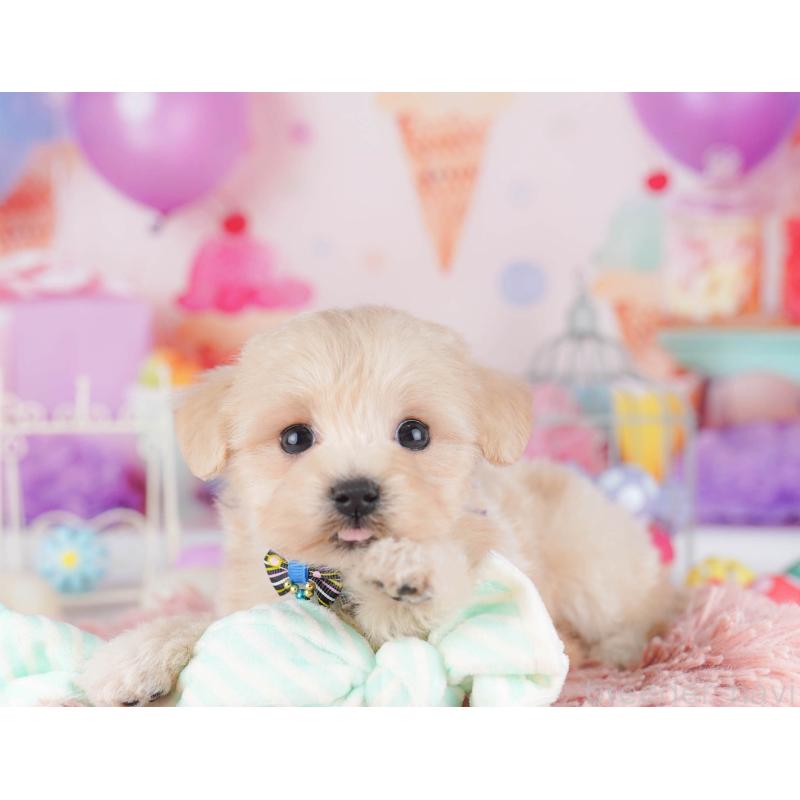 販売中の東京都のマルプー:マルチーズ×トイプードル-430520の10枚目