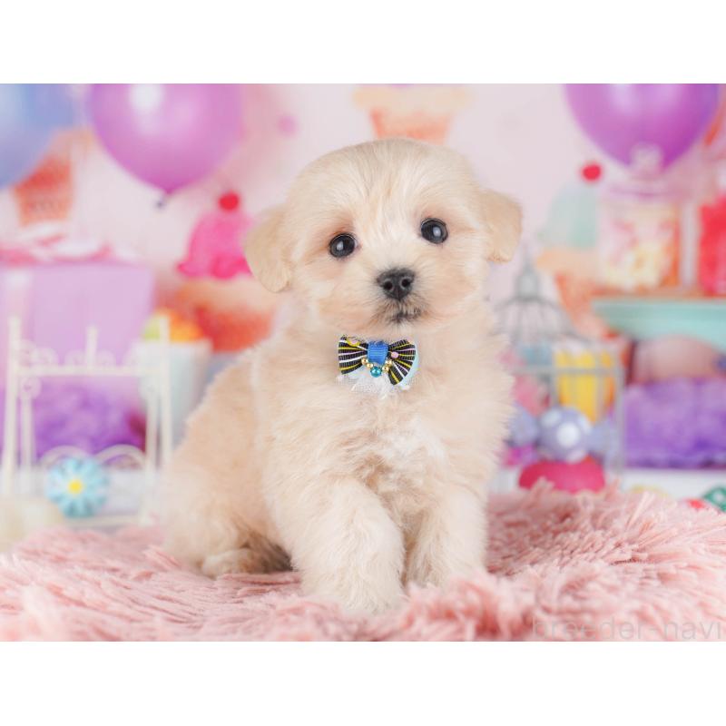 販売中の東京都のマルプー:マルチーズ×トイプードル-430520の9枚目