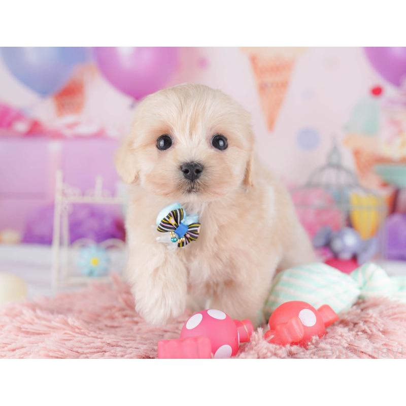 販売中の東京都のマルプー:マルチーズ×トイプードル-430520の8枚目