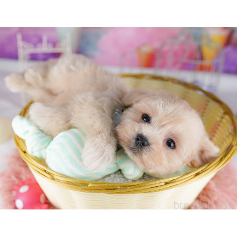 販売中の東京都のマルプー:マルチーズ×トイプードル-430520の7枚目