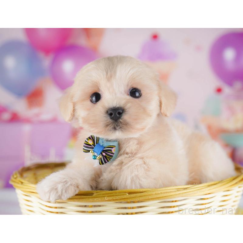 販売中の東京都のマルプー:マルチーズ×トイプードル-430520の6枚目