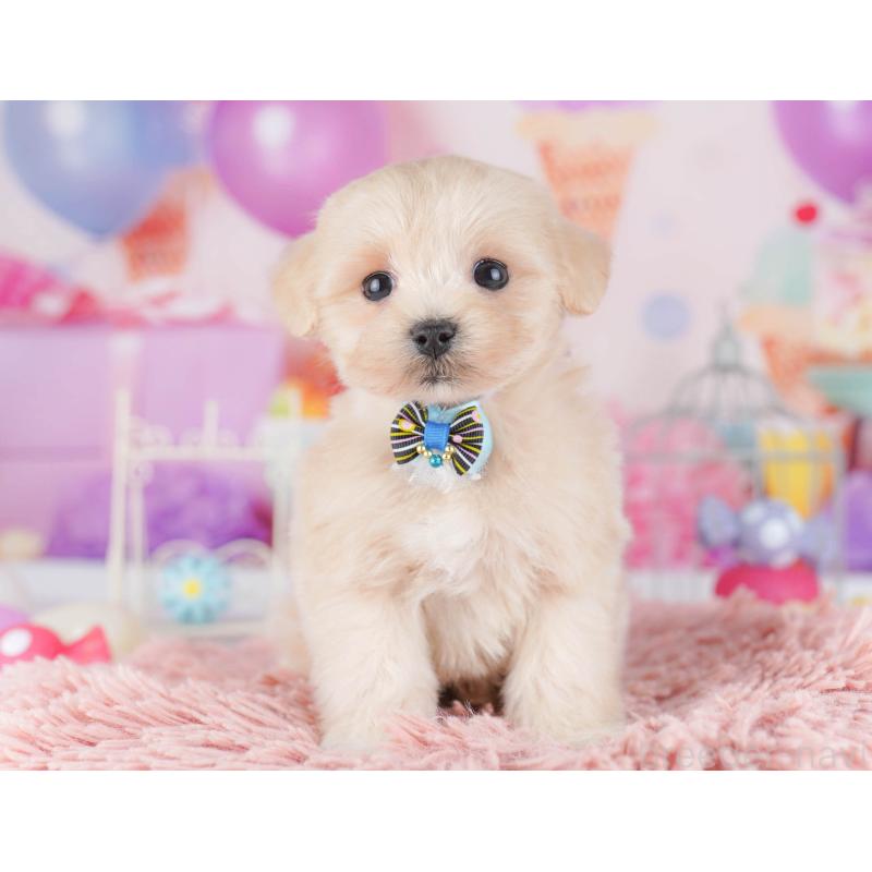 販売中の東京都のマルプー:マルチーズ×トイプードル-430520の5枚目