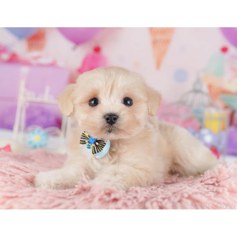 販売中の東京都のマルプー:マルチーズ×トイプードル-430520の4枚目