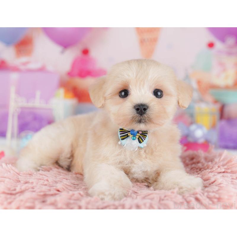 販売中の東京都のマルプー:マルチーズ×トイプードル-430520の3枚目