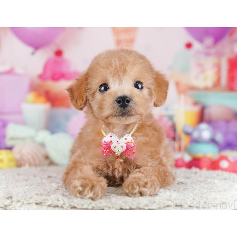 販売中の東京都のトイプードル-430519の11枚目