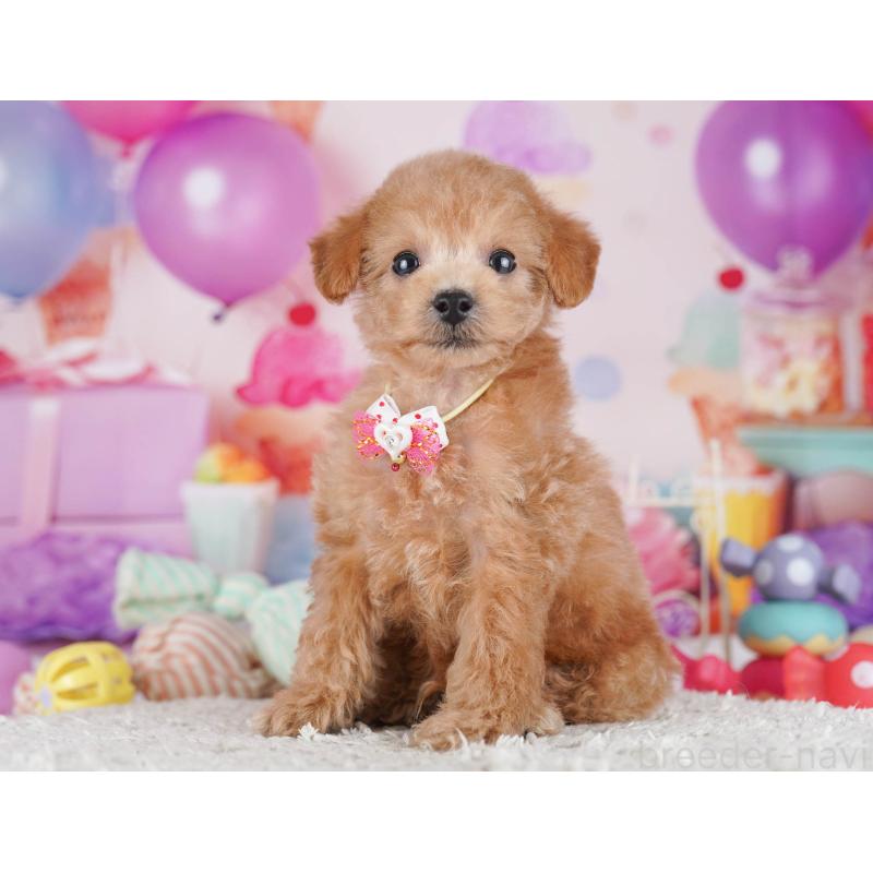 販売中の東京都のトイプードル-430519の10枚目